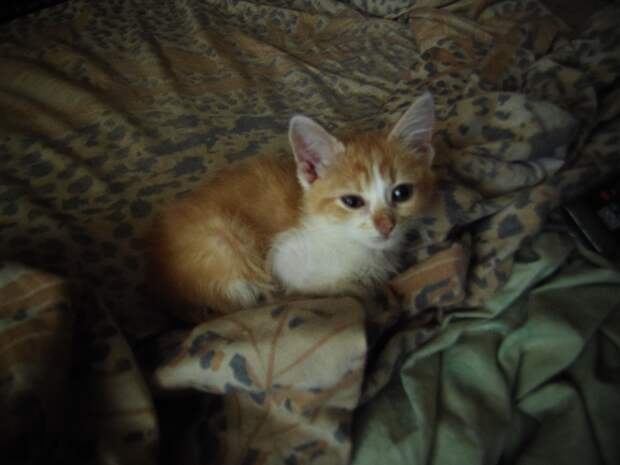 спасение котенка котенок в квартире
