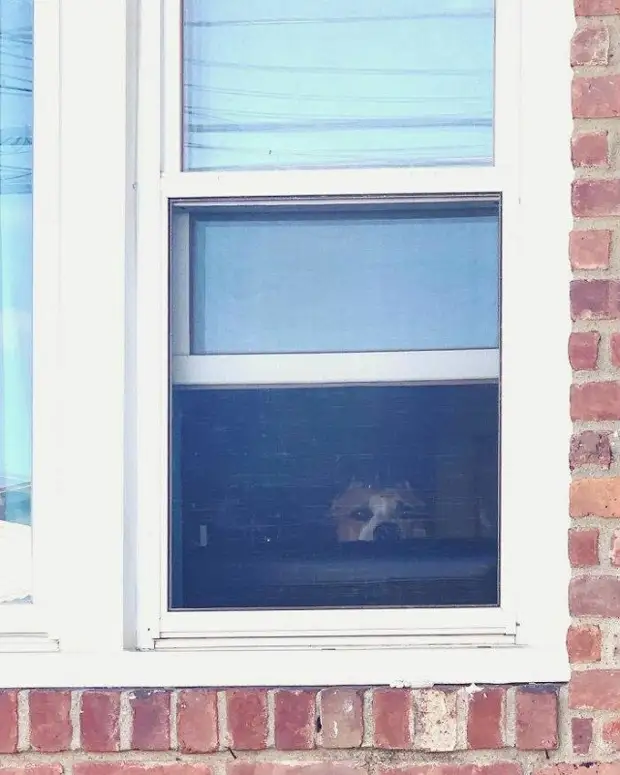 Любопытные носы, которые всегда должны быть в курсе дел хозяина