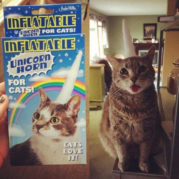 Котики