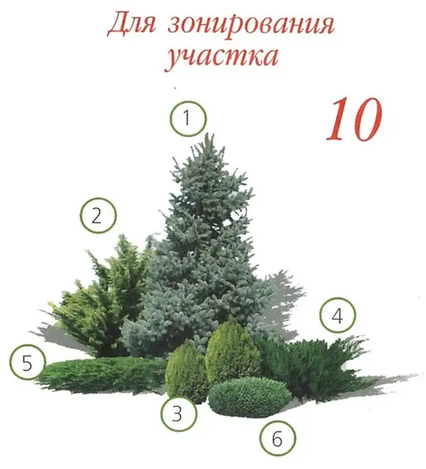 Можжевельник блю эрроу схема посадки