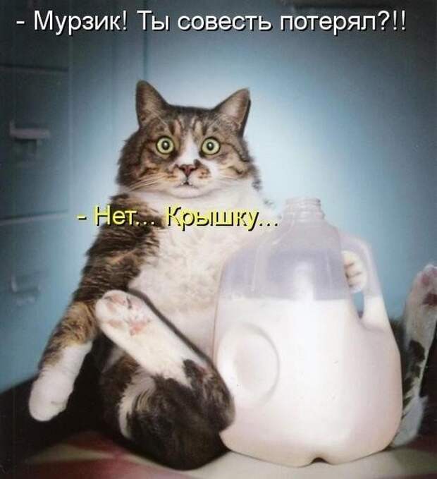Смешные фото приколы и мемы с котами и кошками Смешные фото приколы и мемы с котами и кошками животные, коты, прикол, юмор