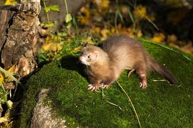 РХ White Night Ferret Шайн