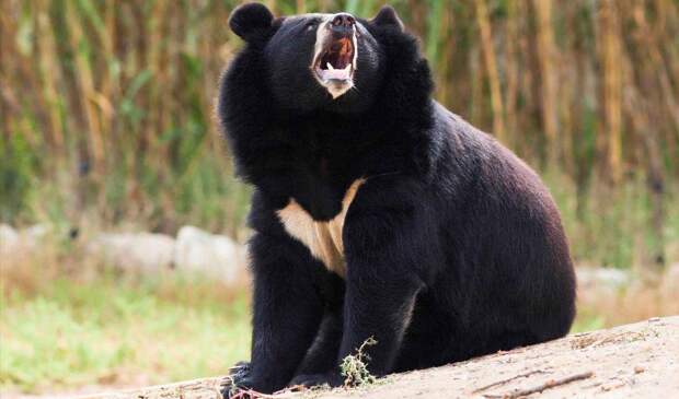 Уссурийский медведь сильное животное
