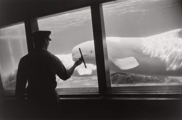 Самый старый непрерывно действующих океанариум в США. Нью-Йорк, 1963 год.