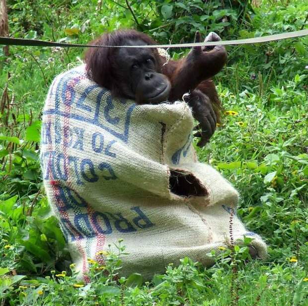 Самка орангутанга поразила посетителей зоопарка, сделав себе платье из мешка  