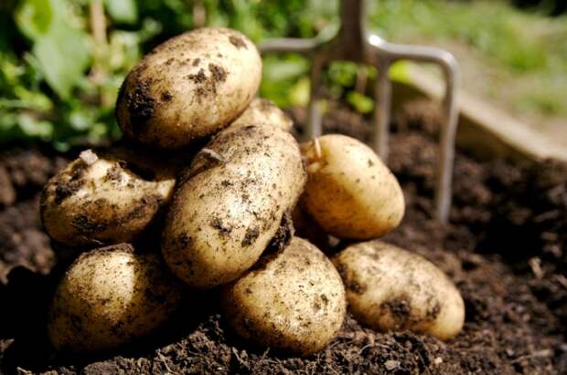 Сейчас самое время выкопать картофель и грамотно подготовить его к хранению