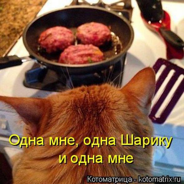 Котоматрицы(картинки с надписями)