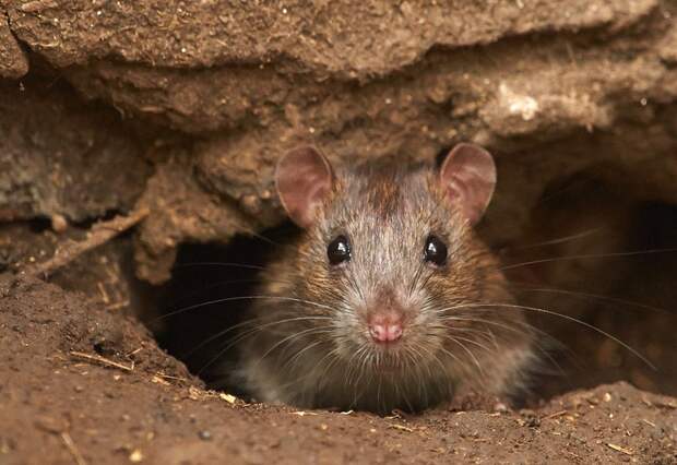 7 животных, которые способны захватить мир