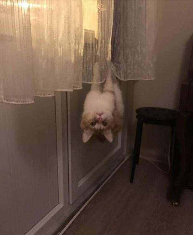 Коты повели себя очень странно, но смешно
