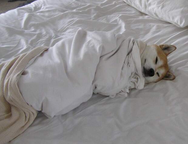 можно ли спать с собакой в одной постели