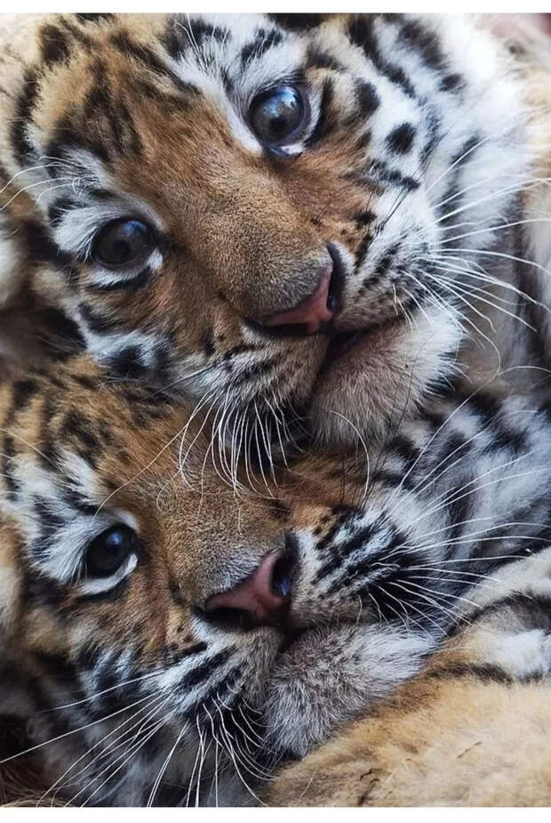 Маленькие большие кошки Большие кошки, Милота, Детеныш, Хищник, Животные, Дикие животные, Лев, Леопард, Гепард, Тигр, Пантера, Пума, Снежный барс, Ягуар, Манул, Каракал, Рысь, Фотография, Длиннопост