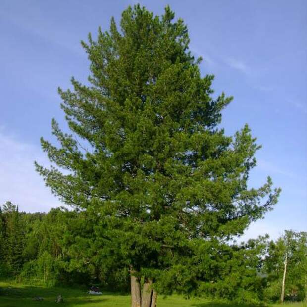 у-деревьев-можно-зарядиться-энергией (500x500, 44Kb)