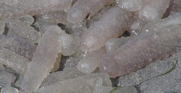 Магия живого света Магия живого света биолюминесценция, животные, насекомые, свет, свечение