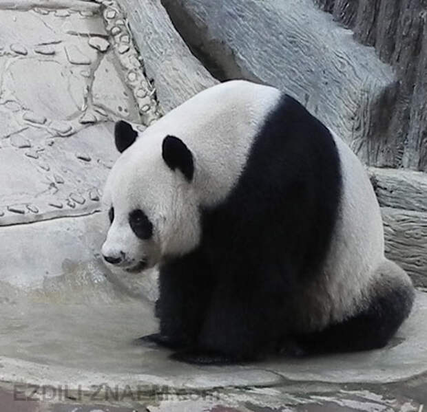 Как панда любит бамбук