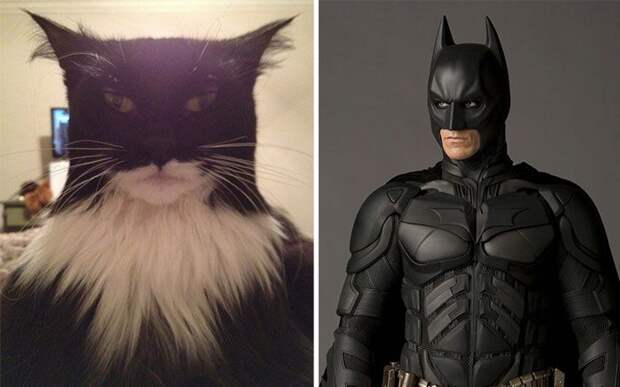 cat look like, коты похожие на знаменитостей, коты похожие на нечто другое
