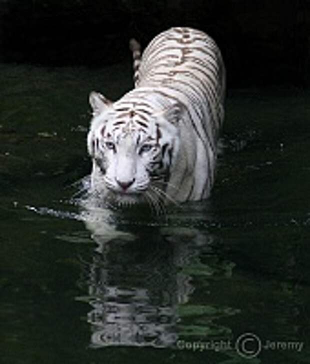 Белые тигры 13