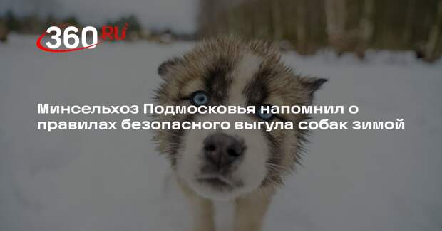 Минсельхоз Подмосковья напомнил о правилах безопасного выгула собак зимой