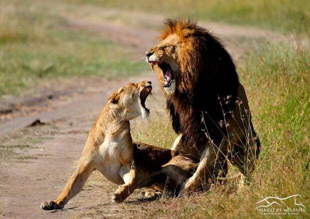 African Lion 076