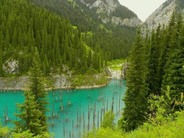 Затопленный лес в Казахстане интересное, казахстан, озеро Каинды