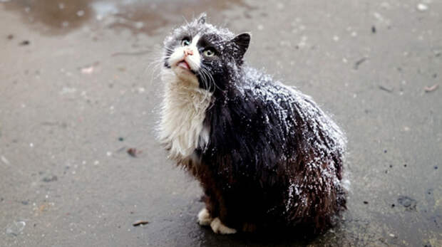 Перевозчик