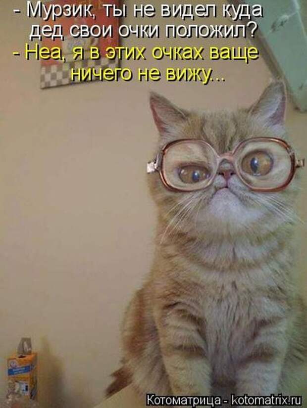 Кошатина да псятинка позитивная, этакая забавная, с надписями, очень много на выходные