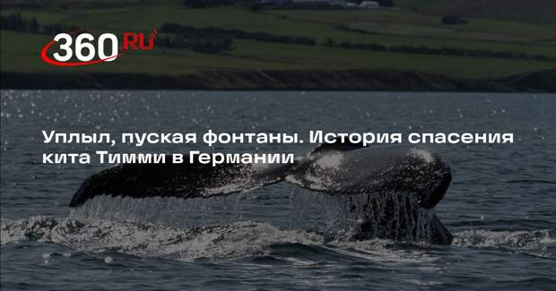 Der Spiegel: кит Тимми сам уплыл в Северное море
