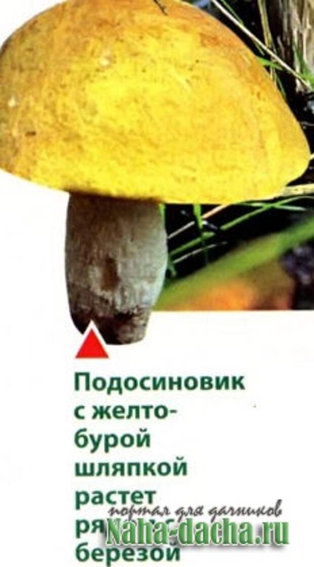 Съедобные, несъедобные, лекарственные грибы Съедобные, несъедобные, лекарственные грибы