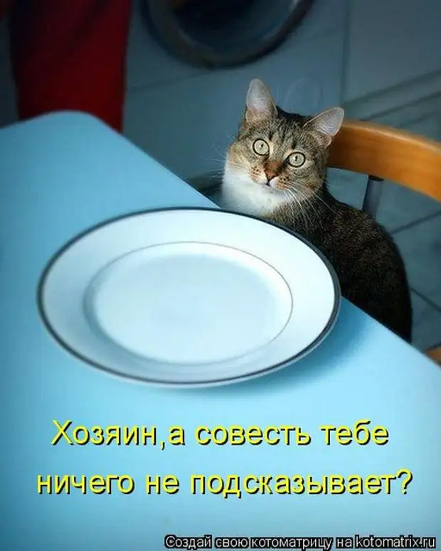 Совесть кота. Котик хочет кушать. Кот хочет жрать. Кот юмор. Кот с пустой тарелкой.