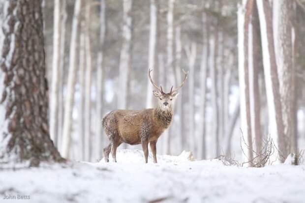 15. животные, мир, олень, природа, фотограф, фотография, шотландия