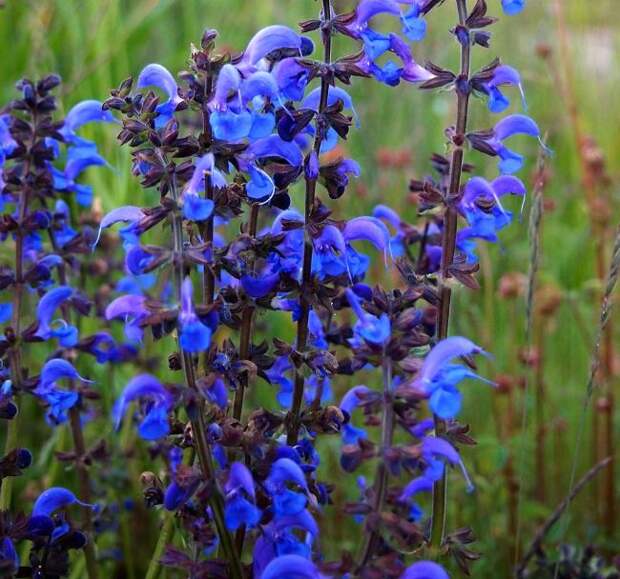 Фото синие цветы Сальвии