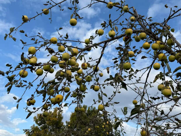 Не селитра, а карбамид: чем правильно подкормить яблони и груши весной, чтобы ветки ломились от плодов