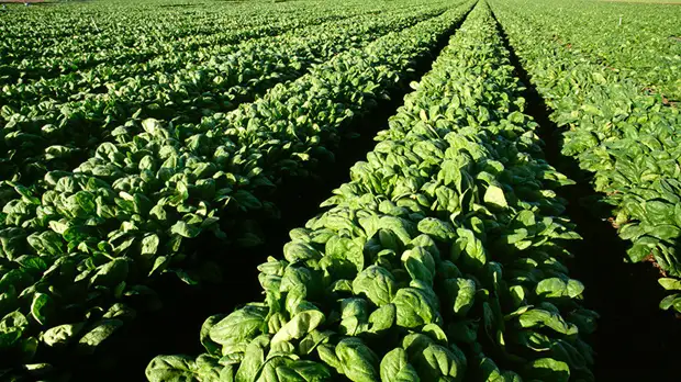 Генетический редактор: учёным удалось вырастить устойчивый к засухе и заболеваниям урожай