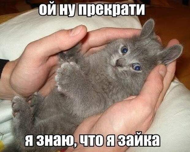 Смешные фото приколы и мемы с котами и кошками Смешные фото приколы и мемы с котами и кошками животные, коты, прикол, юмор