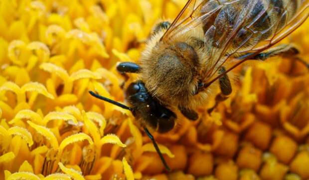 Лекции, мастер-классы и экскурсии пройдут в столичных экоцентрах в честь Всемирного дня пчел