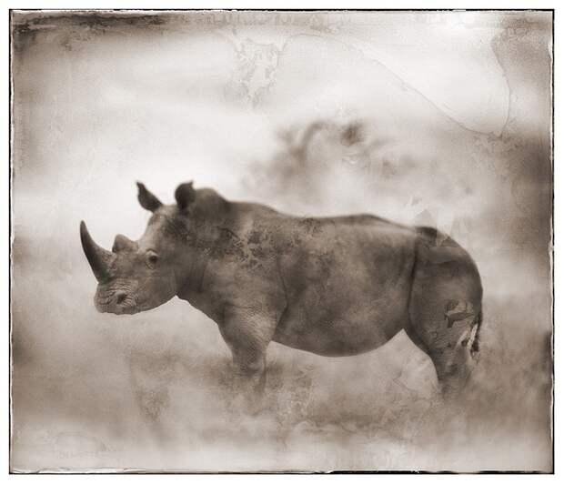 фотографии африки. Nick Brandt