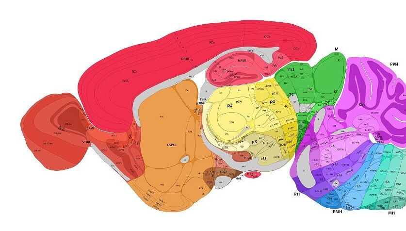 allen mouse rain image neuroscience