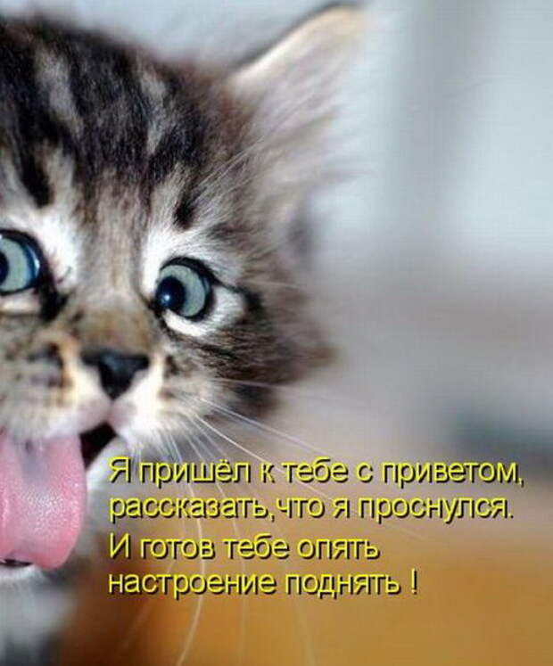 Котоматрицы (50 штук) Котоматрицы (50 штук)