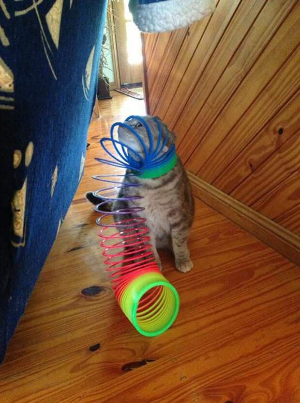Котики