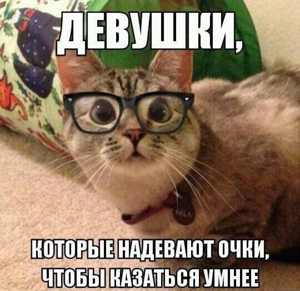 Смешные фото приколы и мемы с котами и кошками Смешные фото приколы и мемы с котами и кошками животные, коты, прикол, юмор