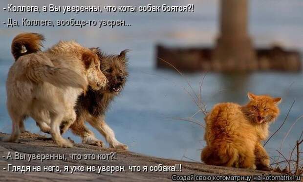 Лучшие котоматрицы недели (50 фото)