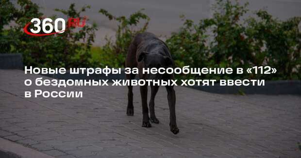 Новые штрафы за несообщение в «112» о бездомных животных хотят ввести в России
