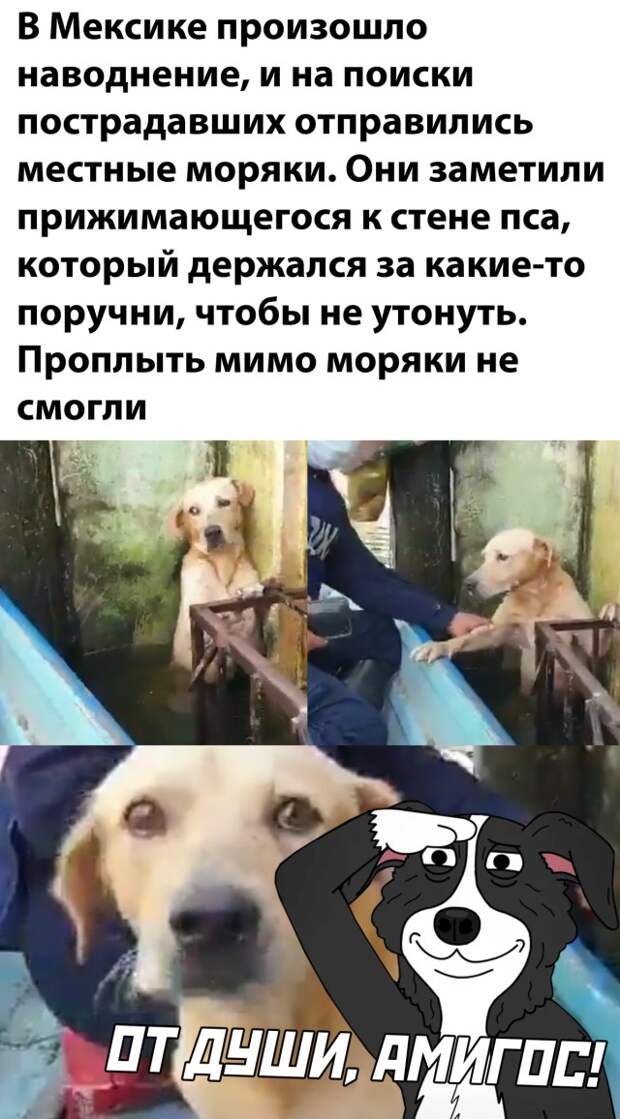 Моряки спасли собаку