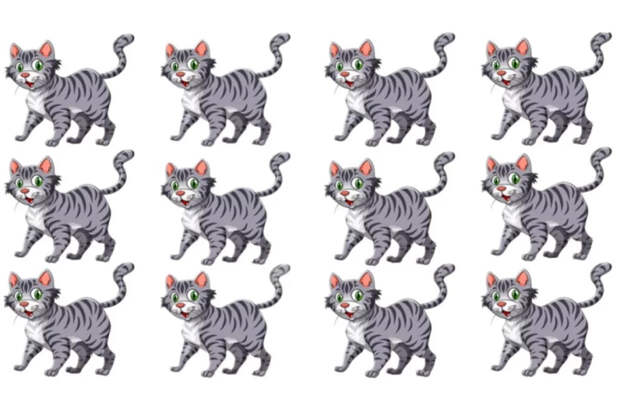 Пять секунд на поиск лишнего кота: проверим, не закисли ли вы в рутине