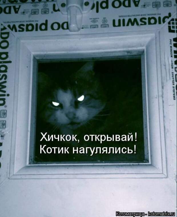 Лучшие котоматрицы недели