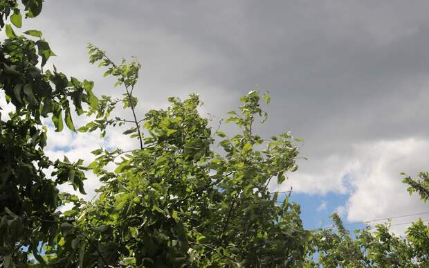 В Рязанской области продлили предупреждение об усилении ветра