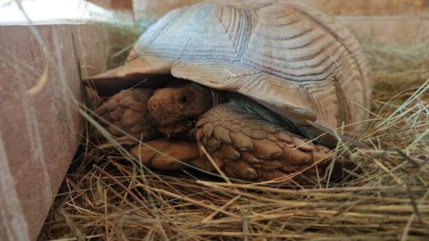 Шпороносые черепахи / Фото: барнаульский зоопарк