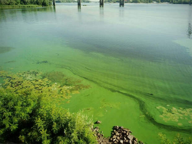 Блог - Почему ни в коем случае нельзя купаться в водоемах с избытком водорослей Почему ни в коем случае нельзя купаться в водоемах с избытком водорослей