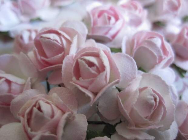36 Whisper Розовые цветы - мини стеблей