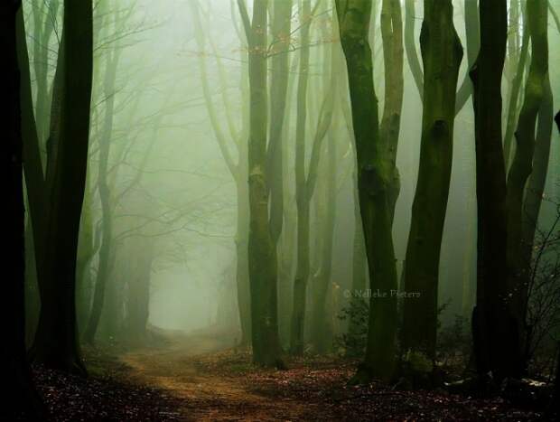Осенние фотопейзажи Неллеке Питерс (Nelleke Pieters)