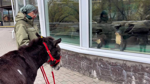 Гигантских выдр из Московского зоопарка впечатлил осел Жорик